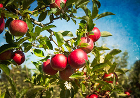 red apples hanging in tree